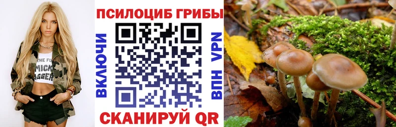 Псилоцибиновые грибы Psilocybe  где купить   Арск 